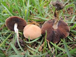 Attēlu rezultāti vaicājumam “Psathyrella lacrymabunda”