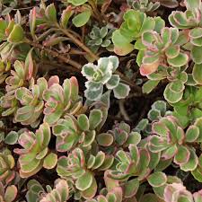 Attēlu rezultāti vaicājumam “Phedimus spurius leaf”