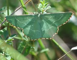 Attēlu rezultāti vaicājumam “Thalera fimbrialis”