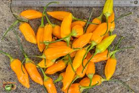 Afbeeldingsresultaat voor aji habanero hot pepper