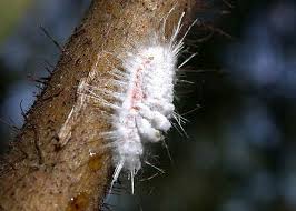 Attēlu rezultāti vaicājumam “Sternorrhyncha”