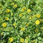 Attēlu rezultāti vaicājumam “Trifolium aureum fruit”