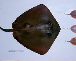 Image result for Dasyatis chrysonota