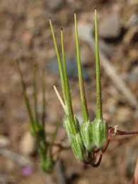 Attēlu rezultāti vaicājumam “Erodium cicutarium fruit”
