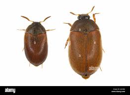 Attēlu rezultāti vaicājumam “Attagenus smirnovi”