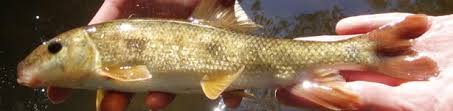 Image result for Catostomus commersonii