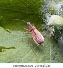 Attēlu rezultāti vaicājumam “Nabidae”