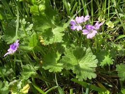 Attēlu rezultāti vaicājumam “Geranium molle leaf”