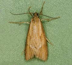 Attēlu rezultāti vaicājumam “Diurnea lipsiella male”