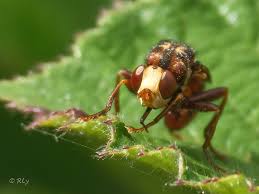 Attēlu rezultāti vaicājumam “Sicus ferrugineus”