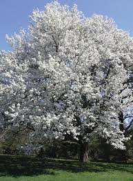 Attēlu rezultāti vaicājumam “Pyrus”