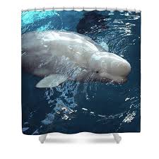 Image result for Delphinapterus leucas