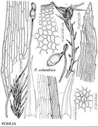 Attēlu rezultāti vaicājumam “Pohlia”