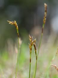 Attēlu rezultāti vaicājumam “Carex digitata”