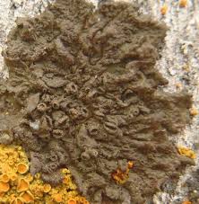 Attēlu rezultāti vaicājumam “Melanohalea olivacea”