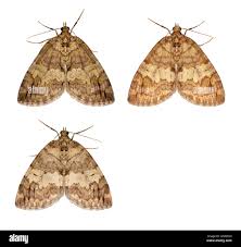 Attēlu rezultāti vaicājumam “Hydriomena impluviata”