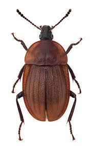 Attēlu rezultāti vaicājumam “Phosphuga atrata”