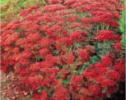 Attēlu rezultāti vaicājumam “Crassulaceae”