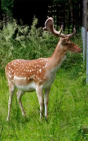 Attēlu rezultāti vaicājumam “Dama dama”