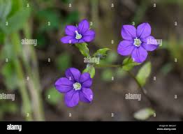 Image result for Legousia speculum-veneris