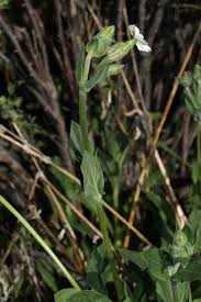Attēlu rezultāti vaicājumam “Silene latifolia subsp. alba flower”