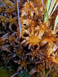 Attēlu rezultāti vaicājumam “Sphagnum balticum”