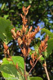 Attēlu rezultāti vaicājumam “Syringa vulgaris fruit”