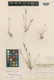 Attēlu rezultāti vaicājumam “Agrostis canina”