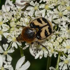 Attēlu rezultāti vaicājumam “Trichius fasciatus”