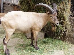 Attēlu rezultāti vaicājumam “Capra”