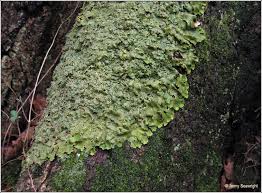 Attēlu rezultāti vaicājumam “Lobaria amplissima”