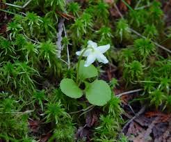 Attēlu rezultāti vaicājumam “Moneses uniflora fruit”