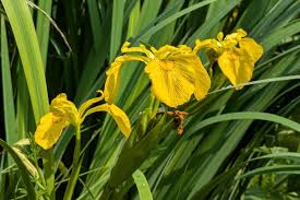 Attēlu rezultāti vaicājumam “Iris pseudacorus flower”