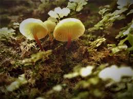 Attēlu rezultāti vaicājumam “Xeromphalina campanella”