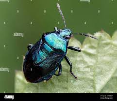 Attēlu rezultāti vaicājumam “Zicrona caerulea nymph”