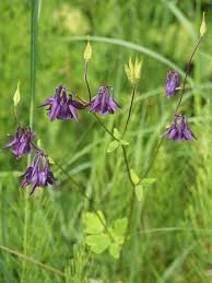 Image result for Akelei