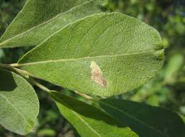 Attēlu rezultāti vaicājumam “Salix cinerea”
