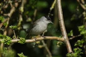Attēlu rezultāti vaicājumam “Sylvia atricapilla male”
