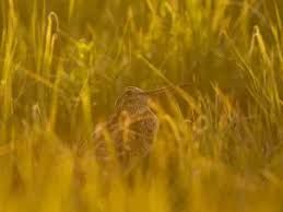 Image result for Gallinago media