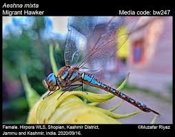 Attēlu rezultāti vaicājumam “Aeshna mixta female”