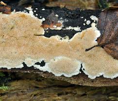 Attēlu rezultāti vaicājumam “Junghuhnia nitida”