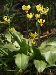 Attēlu rezultāti vaicājumam “Erythronium sibiricum flower”
