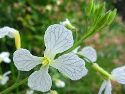 Attēlu rezultāti vaicājumam “Raphanus raphanistrum flower”