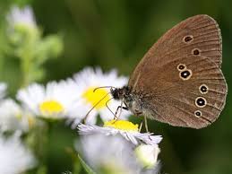 Attēlu rezultāti vaicājumam “Aphantopus hyperantus underside”