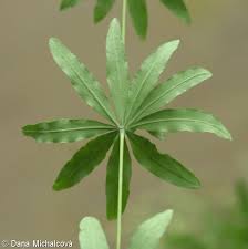 Attēlu rezultāti vaicājumam “Galium schultesii leaf”