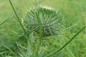 Attēlu rezultāti vaicājumam “Cirsium vulgare leaf”
