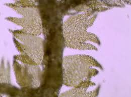 Attēlu rezultāti vaicājumam “Lepidozia reptans”