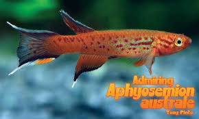 Image result for Aphyosemion