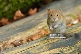 Attēlu rezultāti vaicājumam “Myodes glareolus”