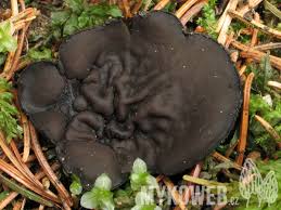 Attēlu rezultāti vaicājumam “Pseudoplectania nigrella”